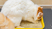 A Simple Guide to How to Dispose of Cat Litter