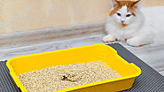 A Guide to Cat Litter Types: Choosing What's Best for Your Cat