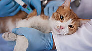 Common Cat Diseases & Health Problems