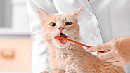 Understanding Cat Dental Health