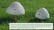 Eliminate Unwanted Mushrooms in Your Yard with These 5 Easy Method