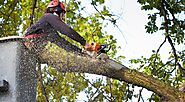 6 Things to Look for When Hiring a Professional Tree Service