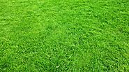 Weeds, Pests, and Diseases: Identifying and Managing Common Lawn Problems