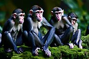 Monkey Business: German Idioms and Expressions | German Language Coach