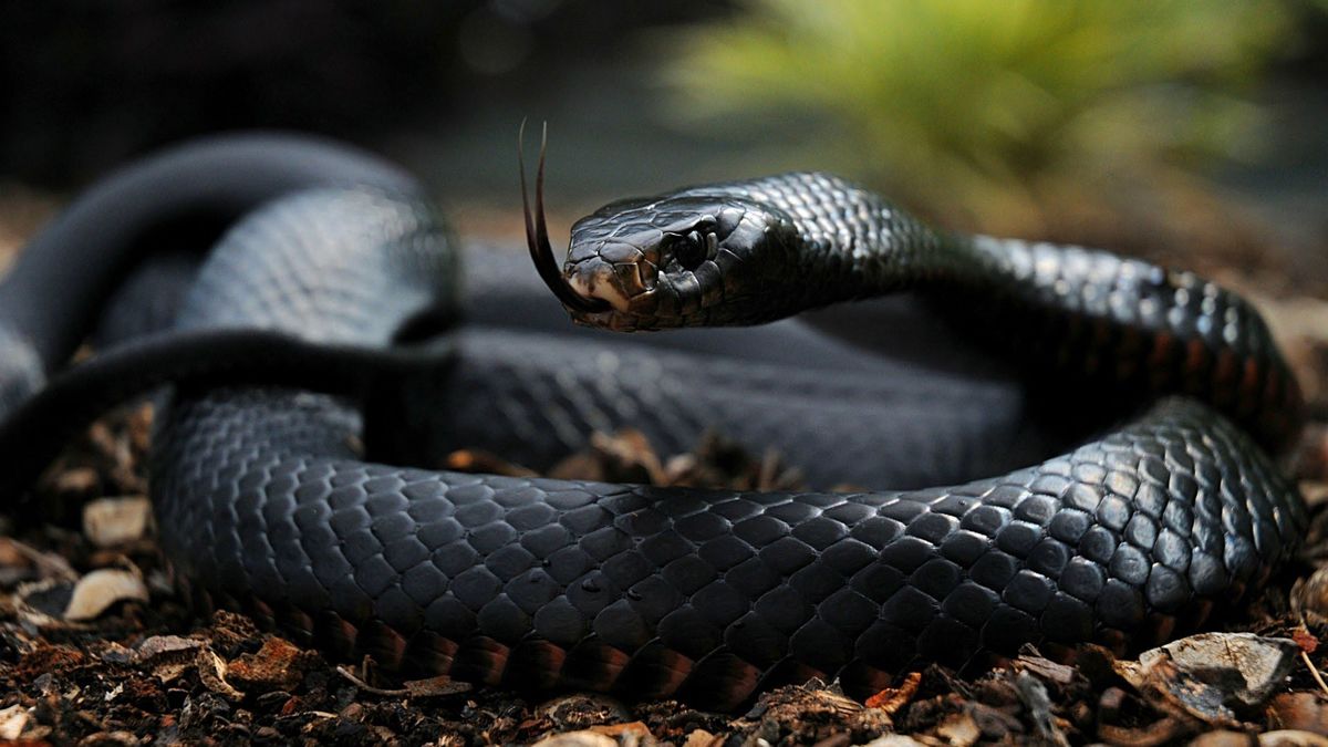 Headline for Top 10 Deadliest Snakes In The World