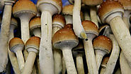 Magic Mushrooms Known for Natural Hallucinogens