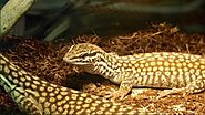 Ackie Monitor Care Sheet -