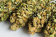 Top 7 Features of THC-O Flower You Must Know