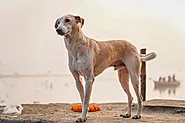 Discover The Africanis: The Pride Of South Africa's Canine Heritage » Dog Discussions