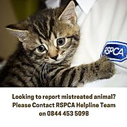 0844 453 5098: RSPCA Helpline to report animal cruelty