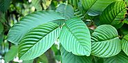 The different types and names of Kratom trees - kratomguides.com