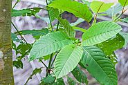 What is Kratom? Why it is Gaining Much Popularity - kratomguides.com