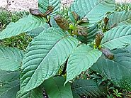 Tips and Tricks on Finding Where to Buy Kratom Locally