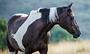 American Paint Horse: A Rich Legacy of Strength & Beauty by Horse Owners Club