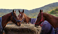 E-Terms of the Equine Glossary for Beginner HorseRiders