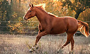 Quarter Horse Breed Bio - Horse Owners Club