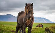 Icelandic Horse Breed Bio - Horse Owners Club