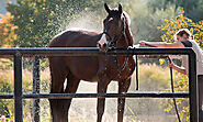 Horse Ownership Calculator | How much will owning a horse cost?