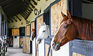 House vs. Board: Find the Best Option for Your Horse