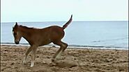 Young foal jumping for joy on beach v2