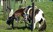 Horseback Riding: Top Five Lessons from Professional Riders