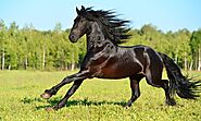 Friesian Horse Breed Bio - Horse Owners Club