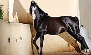 Marwari Horse Breed Bio - Horse Owners Club