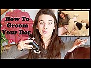How to Groom Your Dog at Home - Cheap & Easy