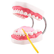 Ultrassist Big Mouth Model for Speech Therapy with Moveable Tongue, Toothbrush Demonstration