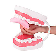 Ultrassist Mouth Model White Hinge for Speech Therapy