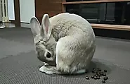 How To Homemade Timothy Hay Cubes For Rabbits? - Mtedr.com