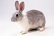 Is Dog Food Good For Rabbits? - Mtedr.com