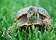 What Do Box Turtles Need In Their Habitat? - Mtedr.com