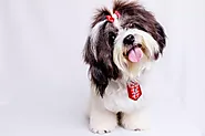 Can Shih Tzu Safely Consume Canned Tuna? - Mtedr.com