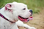 Do American Bulldogs Stink? - Mtedr.com