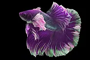 Are There Female Betta Fish? - Mtedr.com