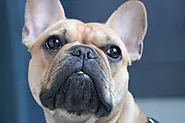 Best Way To House Train Your French Bulldog Puppy - Mtedr.com