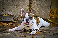 How Much Is A French Bulldog? - Mtedr.com