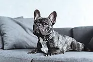 What Is The Biggest French Bulldog? - Mtedr.com