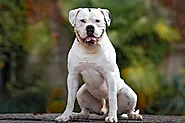 Are American Bulldogs High Maintenance? - Mtedr.com