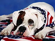 Are American Bulldogs On The Aggressive Breed List? - Mtedr.com
