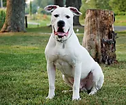 Are American Bulldogs Good With Other Dogs? - Mtedr.com
