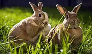 8 Plants Ideal For Wild Rabbit Diets - Mtedr.com