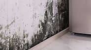 Choose Absolute Mold Removal for Safe and Effective Mold Removal Toronto