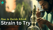 Strain Selection Simplified: How to Decide Which Strain to Try