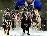 Lakes Region Sled Dog Club