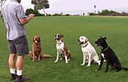 ﻿ Keeping Away From Liabilities with the Dog Obedience Trainer Insurance   