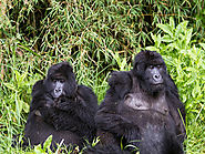 Gorilla Trekking,Uganda Gorilla Safari,Luxury Gorilla Safari Holidays