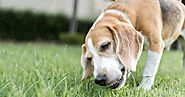 Why Do Dogs Eat Grass? Understanding Your Dog's Grass-Eating Habits