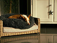 What Type of Bed is Best for a Dog?